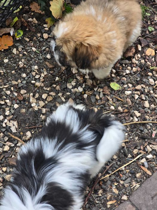 piesek shih tzu szuka nowego domu