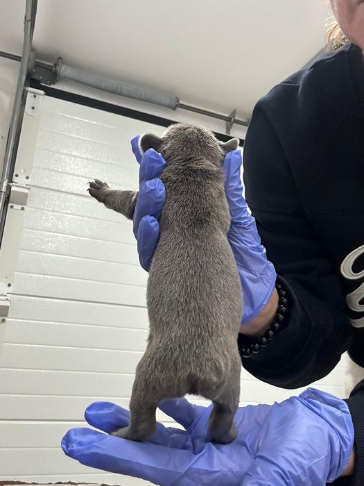 Bulldog Francês Exótico