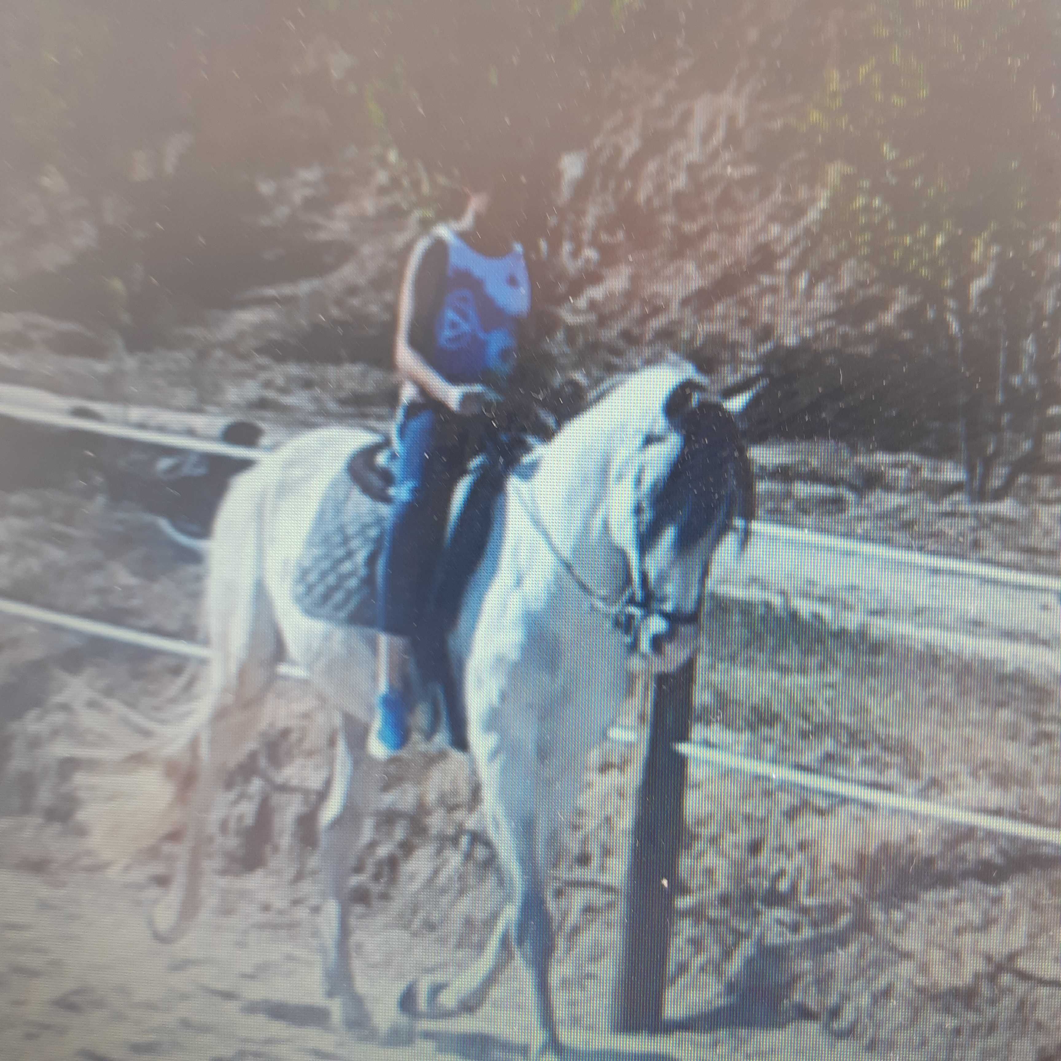 Cavalo PSL, com Livro Azul