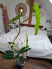 Philodendron Paraiso Verde, cała roślina9 liści