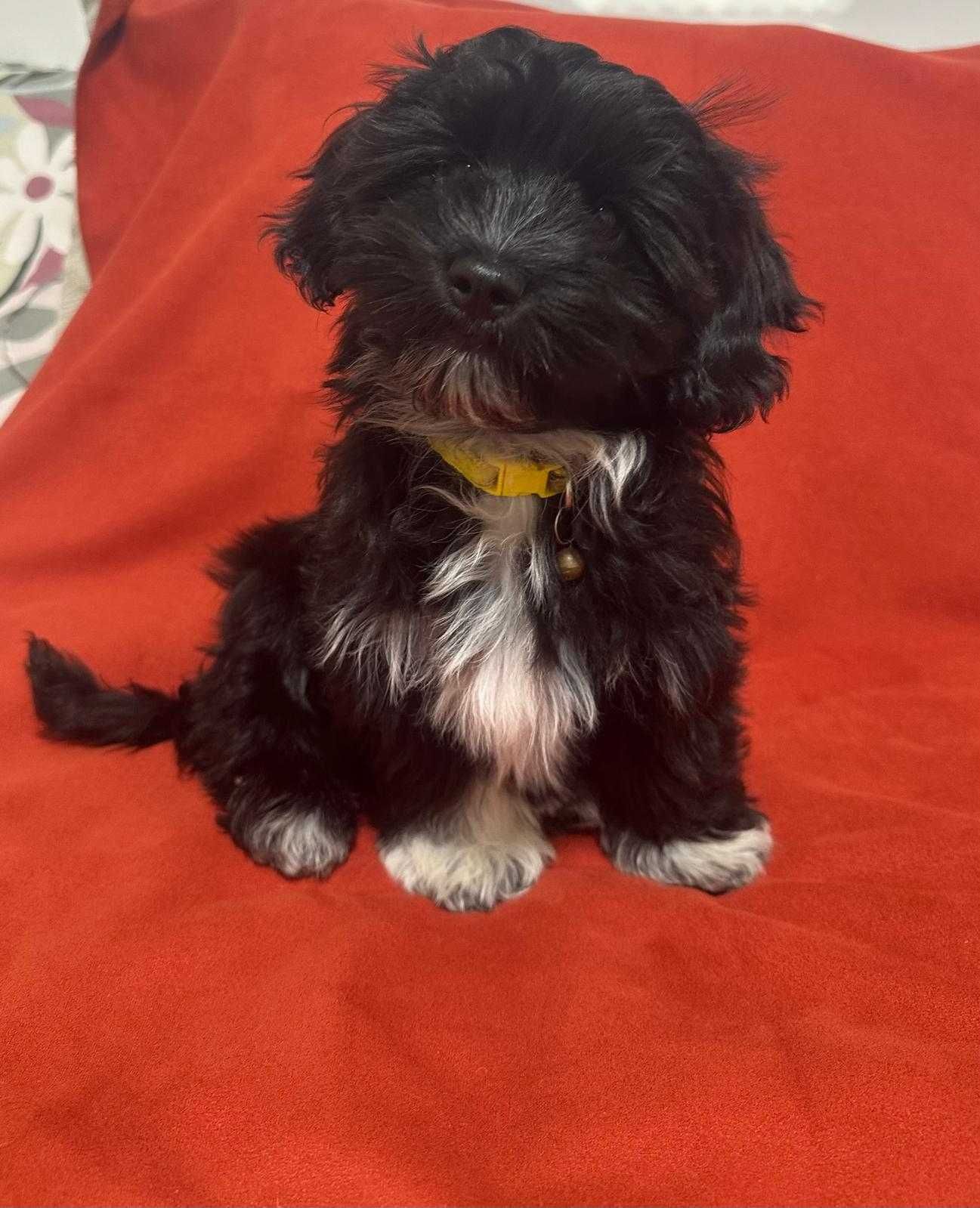 Cão Bichon Havanês