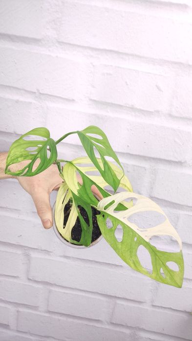Монстера Адансона monstera adansonii, mint, variegated