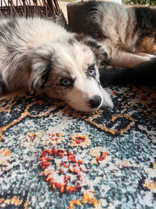 Border Collie Blue Merle/badania gen/gotowy do odbioru