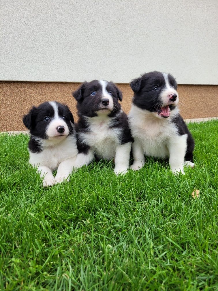 Border Collie Śliczny Piesek Zapraszam