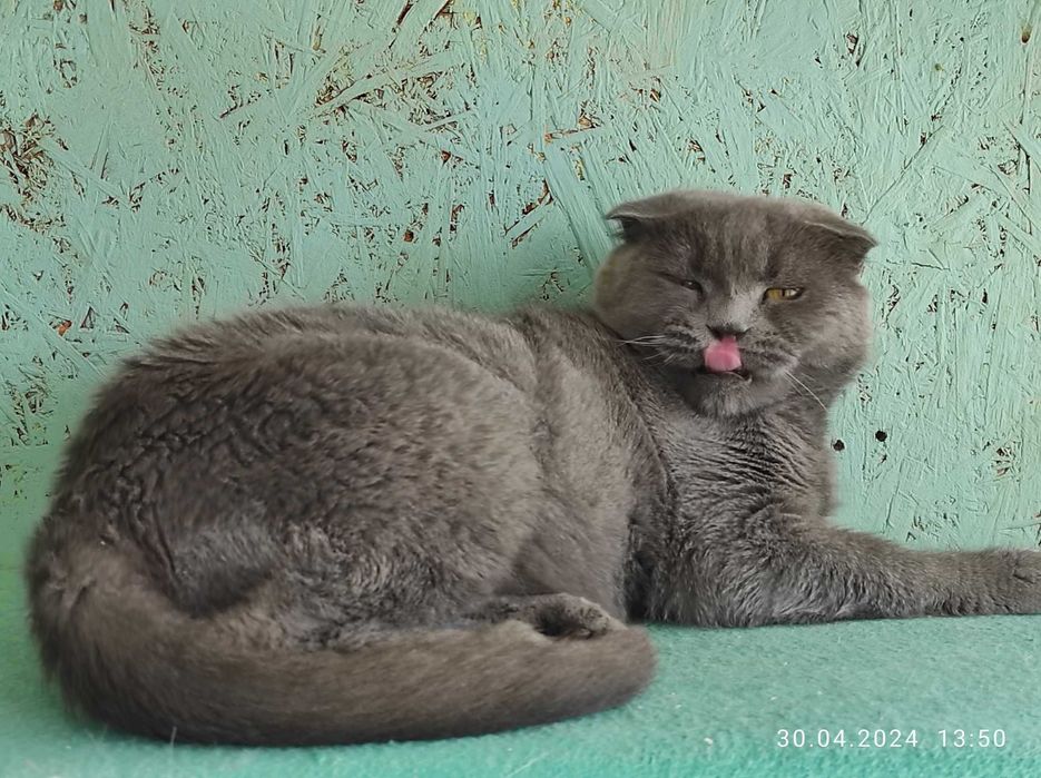 Отдам шотландскую вислоухую кошку.