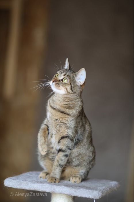 Красива, як намальована Марси, 1,5 року, кішка