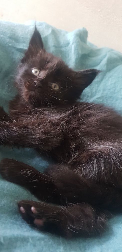 Czarna kotka Maine Coon