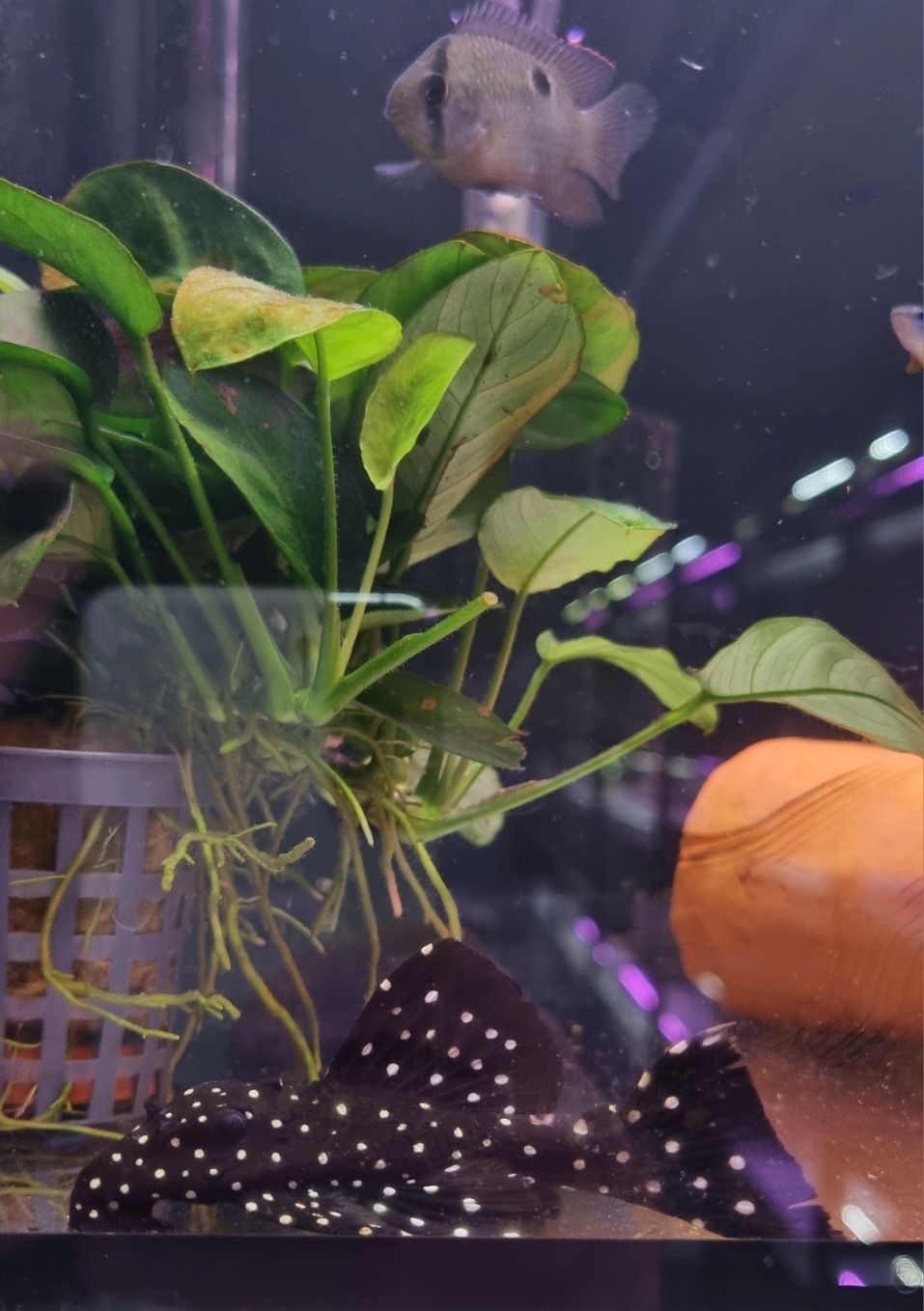 Zbrojnik L240 (Leporacanthicus sp.) F0