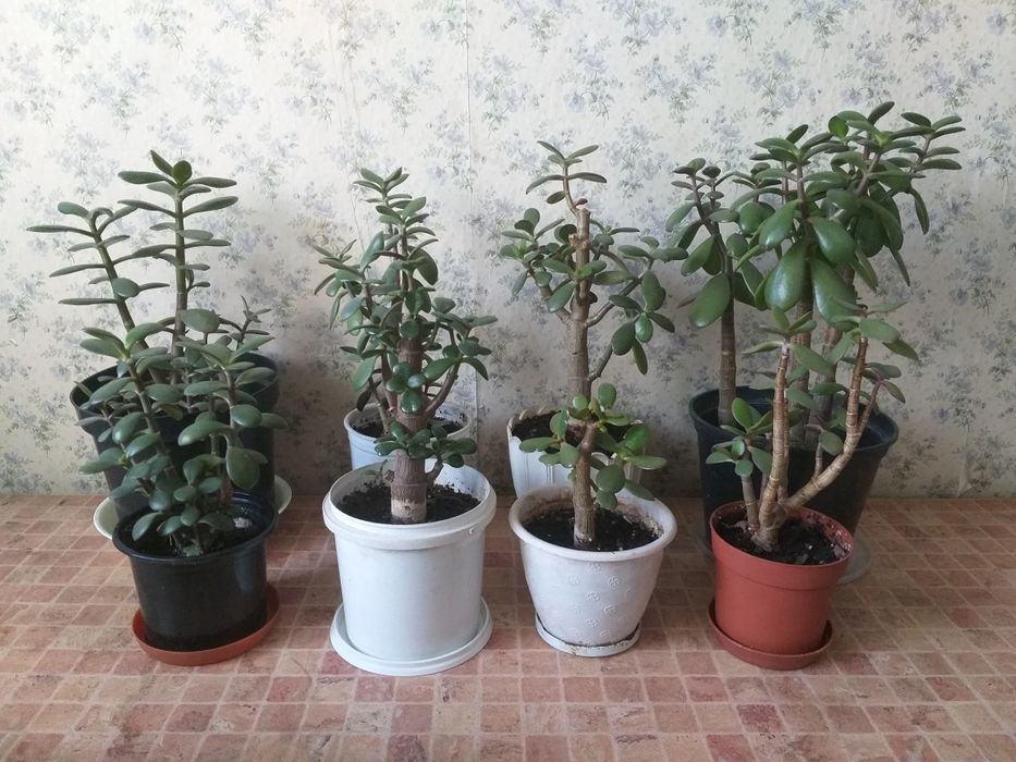 Денежное дерево. Толстянка. Крассула. Грошове дерево.