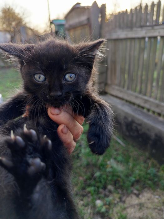 Отдам котенка в добрые руки!