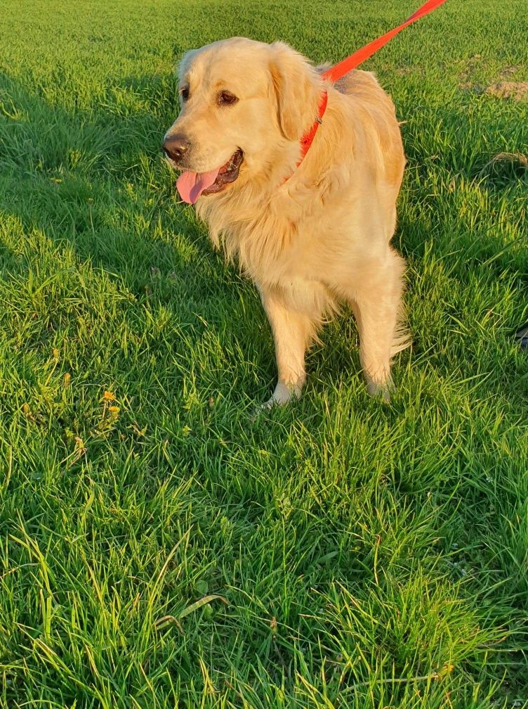 Golden Retriever reproduktor