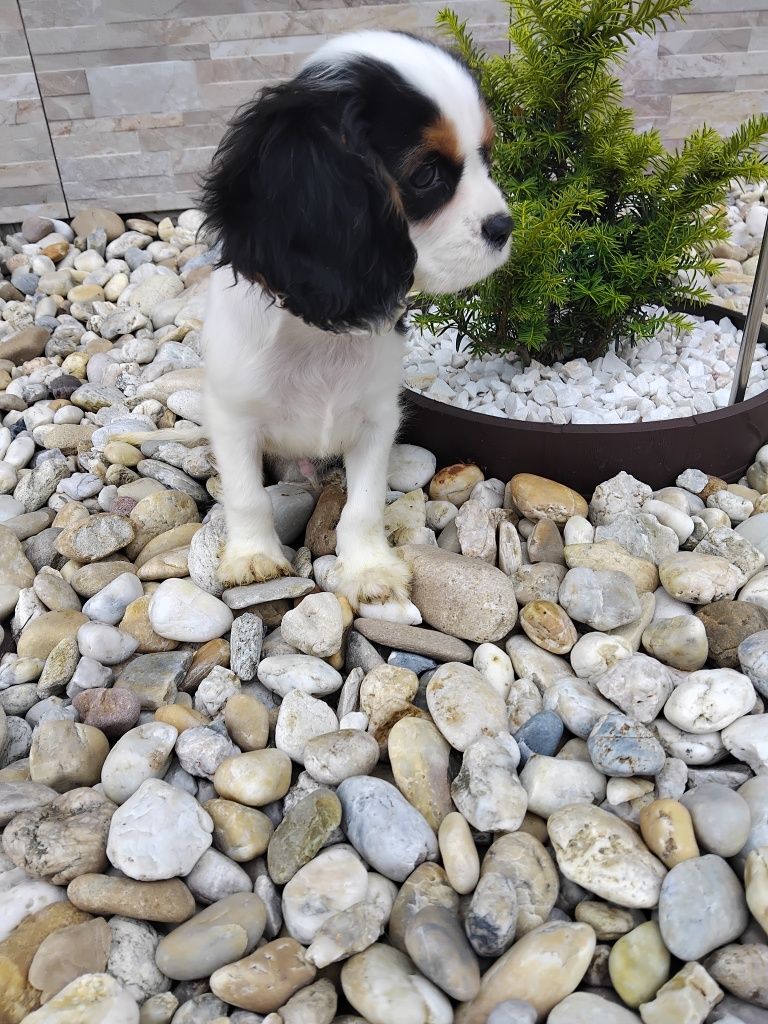 Piesek Cavalier King Charles Spaniel