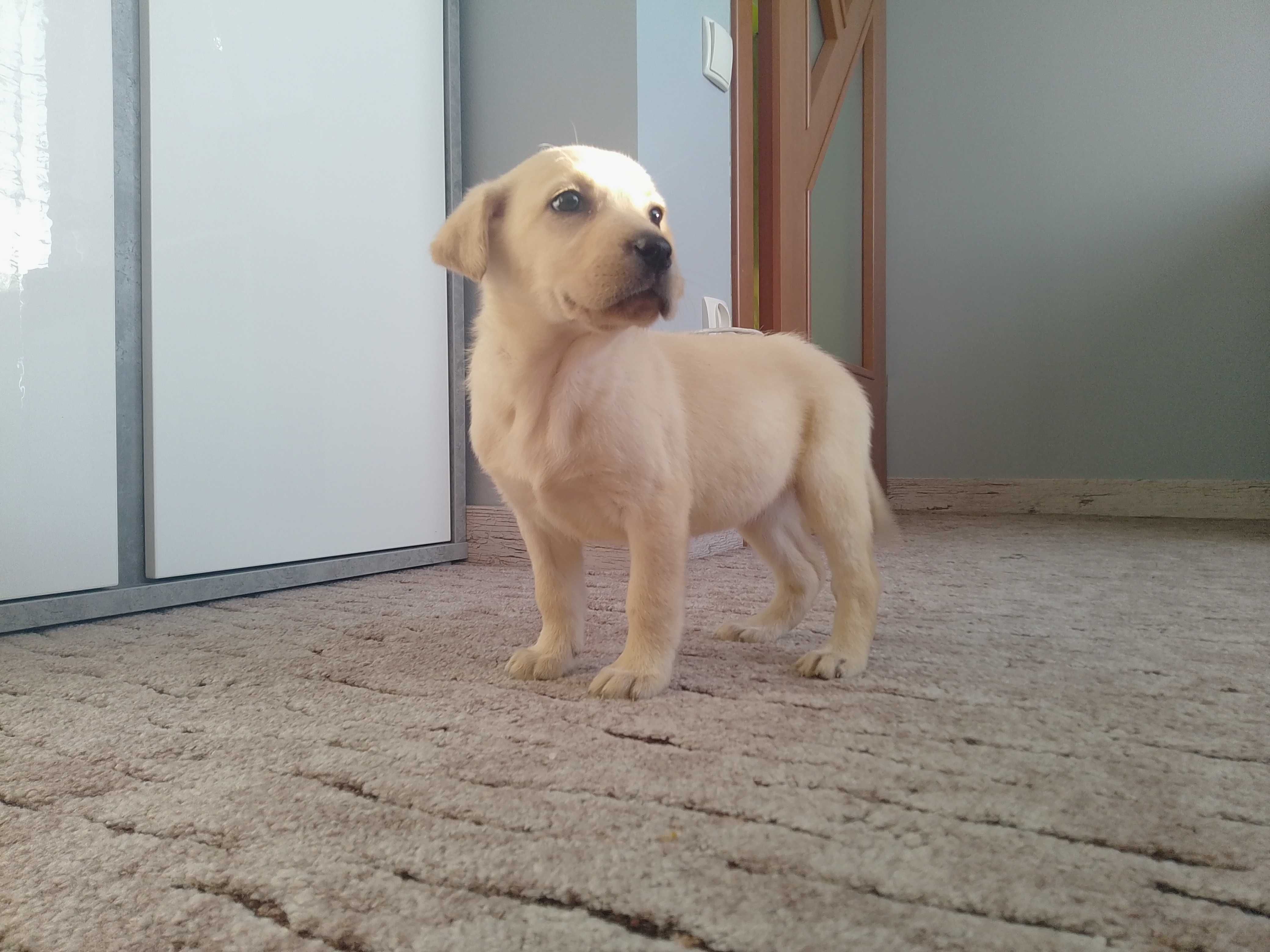 Labrador Retriever szczeniaczek .