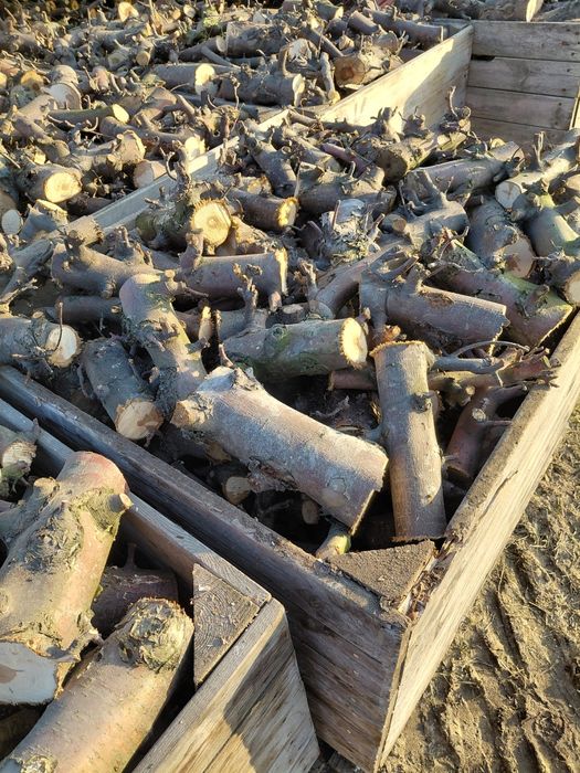 Drewno jabłoniowe suche opałowe