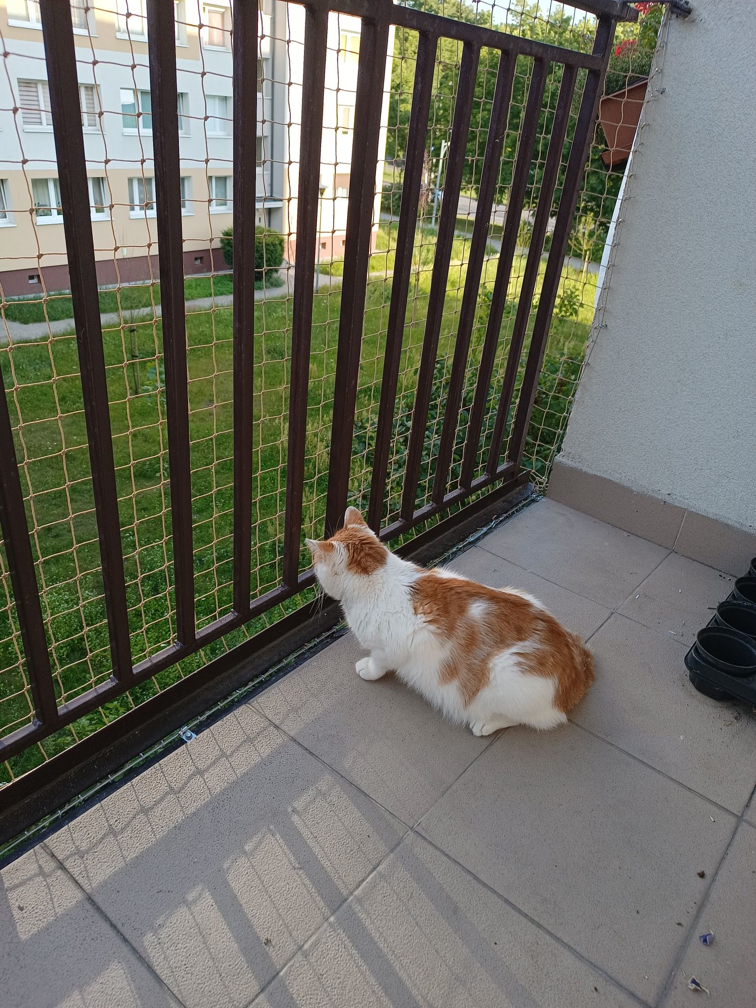 Siatka na balkon, siatka dla kota, siatka przeciw gołębiom