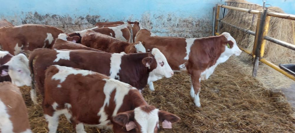 Opasy 120 kg byczki żarłaki