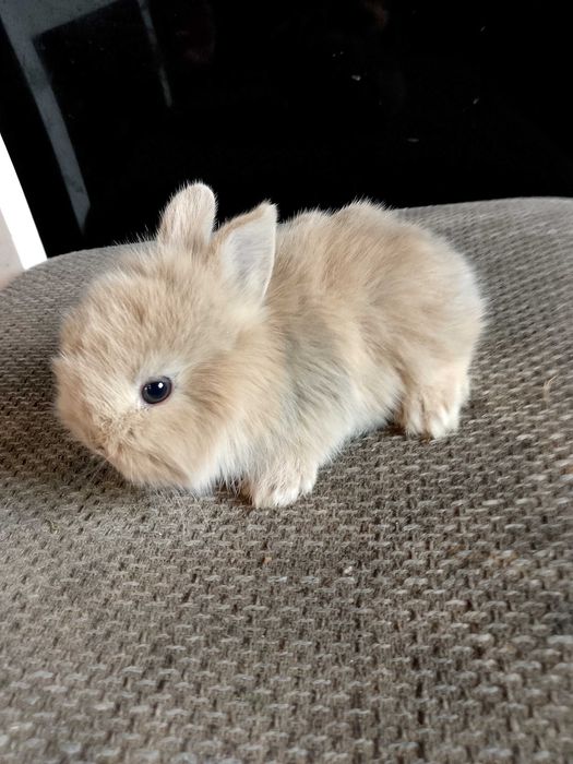 Króliczki miniaturki