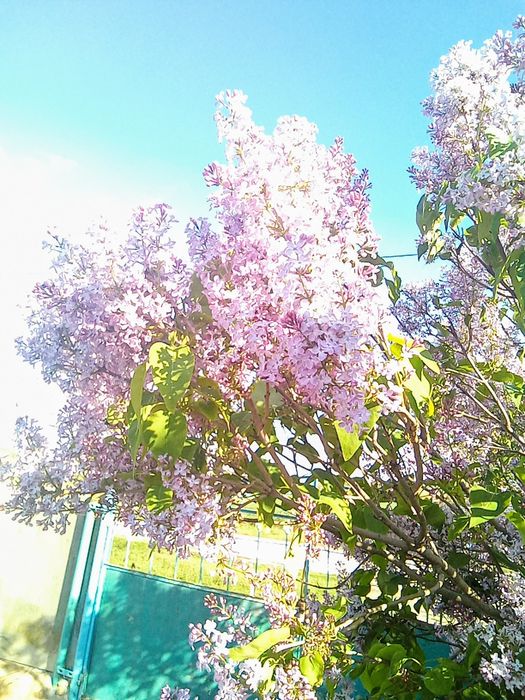 Саженцы   сирени