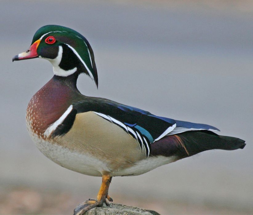 Patos ornamentais