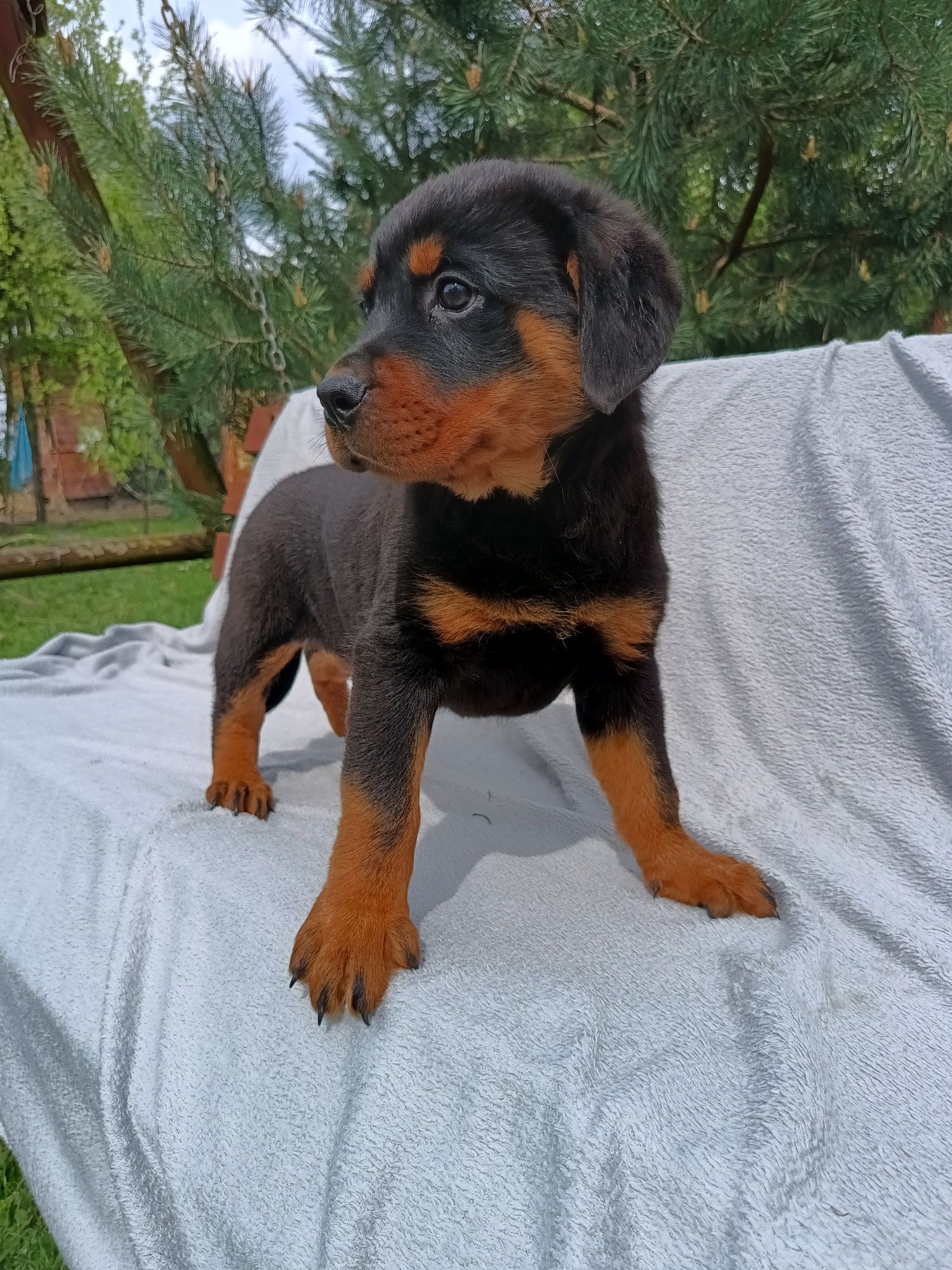 Psy rasowe rottweiler