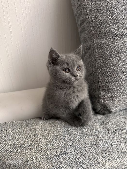 Скоттиш страйт  мальчик