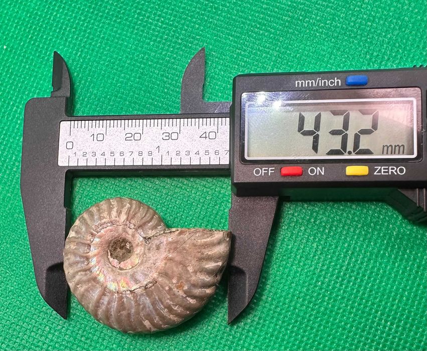 Окаменелость Аммонит Cleoniceras sp. (Мадагаскар - 110 млн. лет)