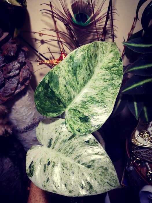 Philodendron Giganteum Variegata Filodendron roślina piękna monstera