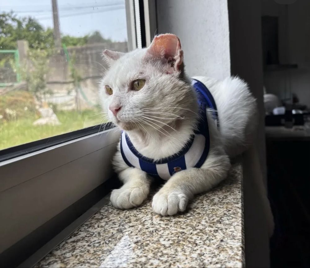 Gatinho 2 anos para adoção