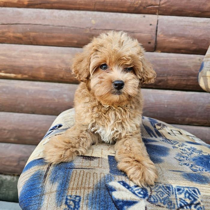 Щенки мальтипу від 10 т гр