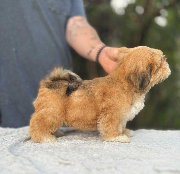 Wyjątkowa suczka Lhasa Apso! Lepszy kuzyn Shih Tzu! Gotowa do odbioru!