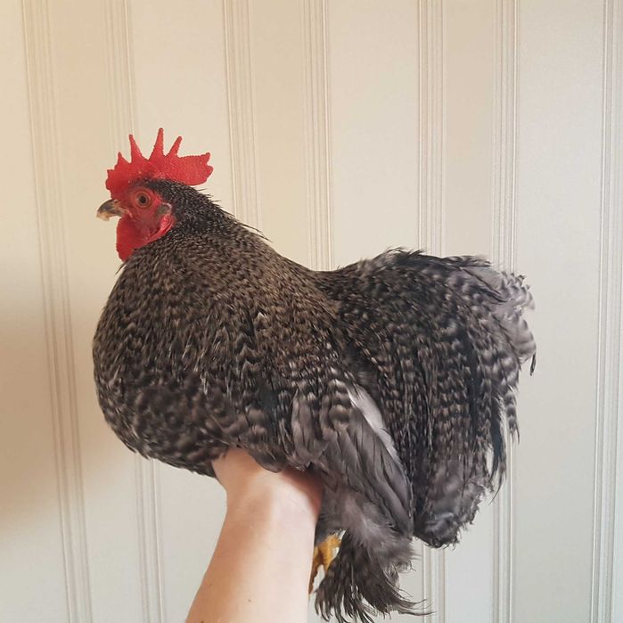 Кохинхины карликовые петухи