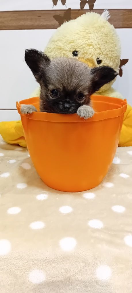 Chihuahua piesek