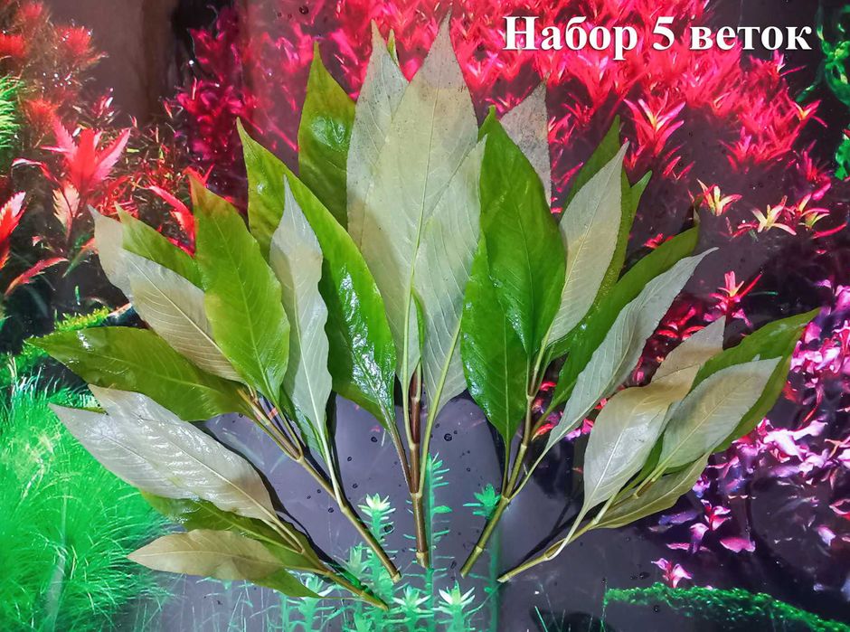 Продам Лимонник! Красивое, простое, аквариумное растение.