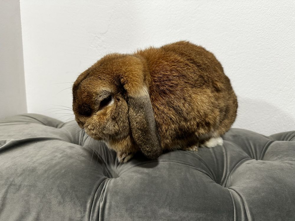 Króliki Mini Lop