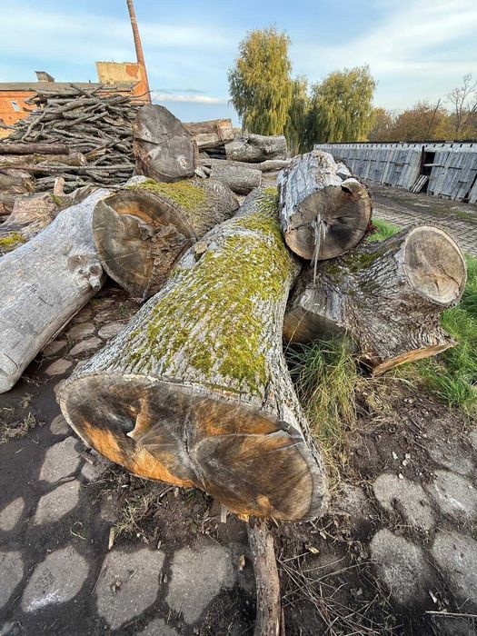 Sprzedam kłody dębu
