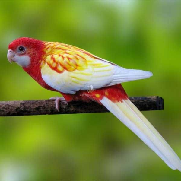 Rosela vermelha fêmea