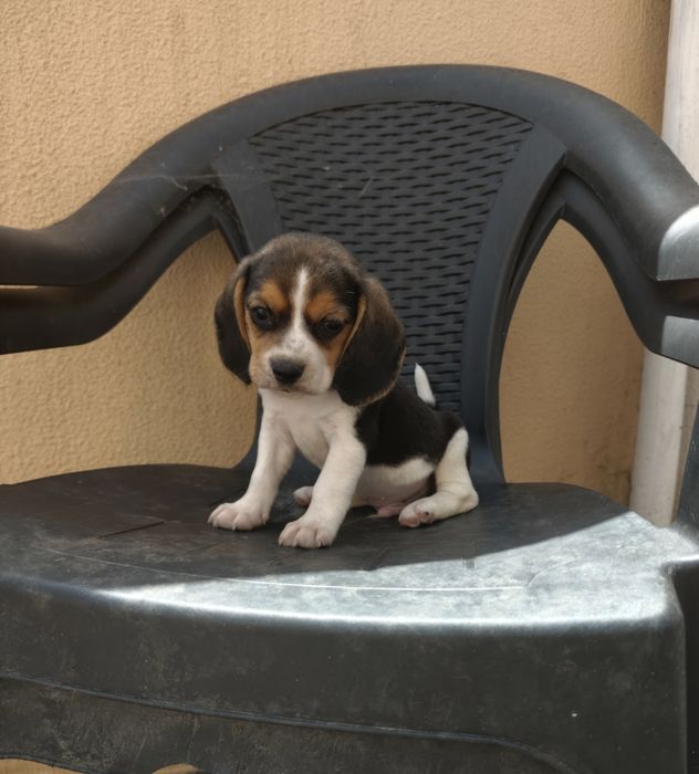 Beagle macho puro