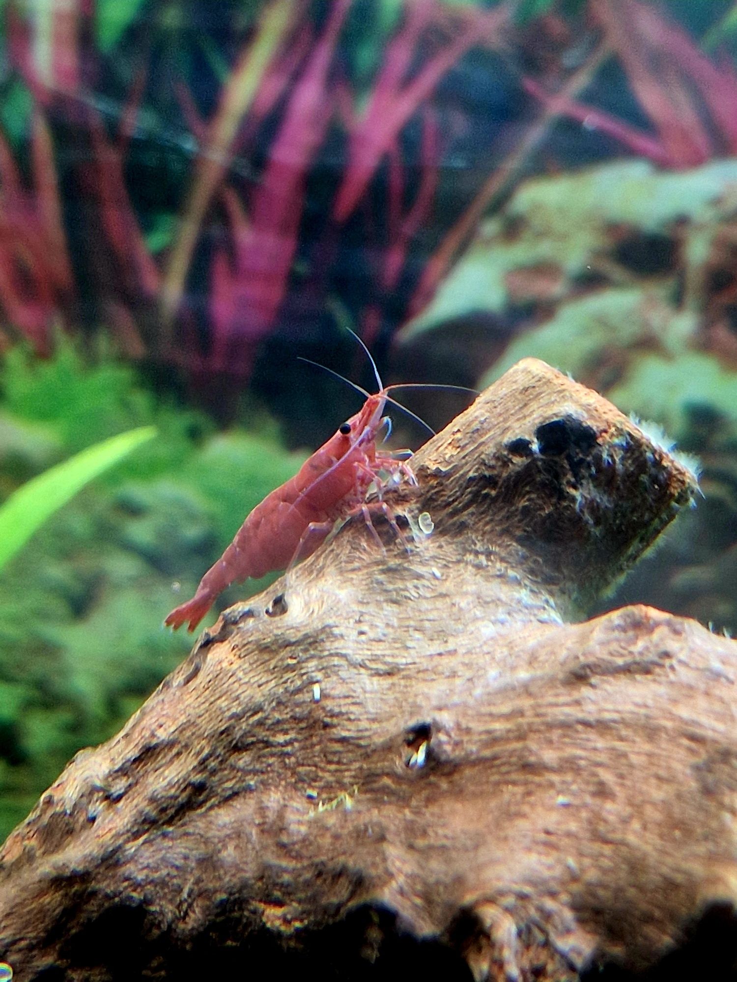 Neocardinas Red Cherry