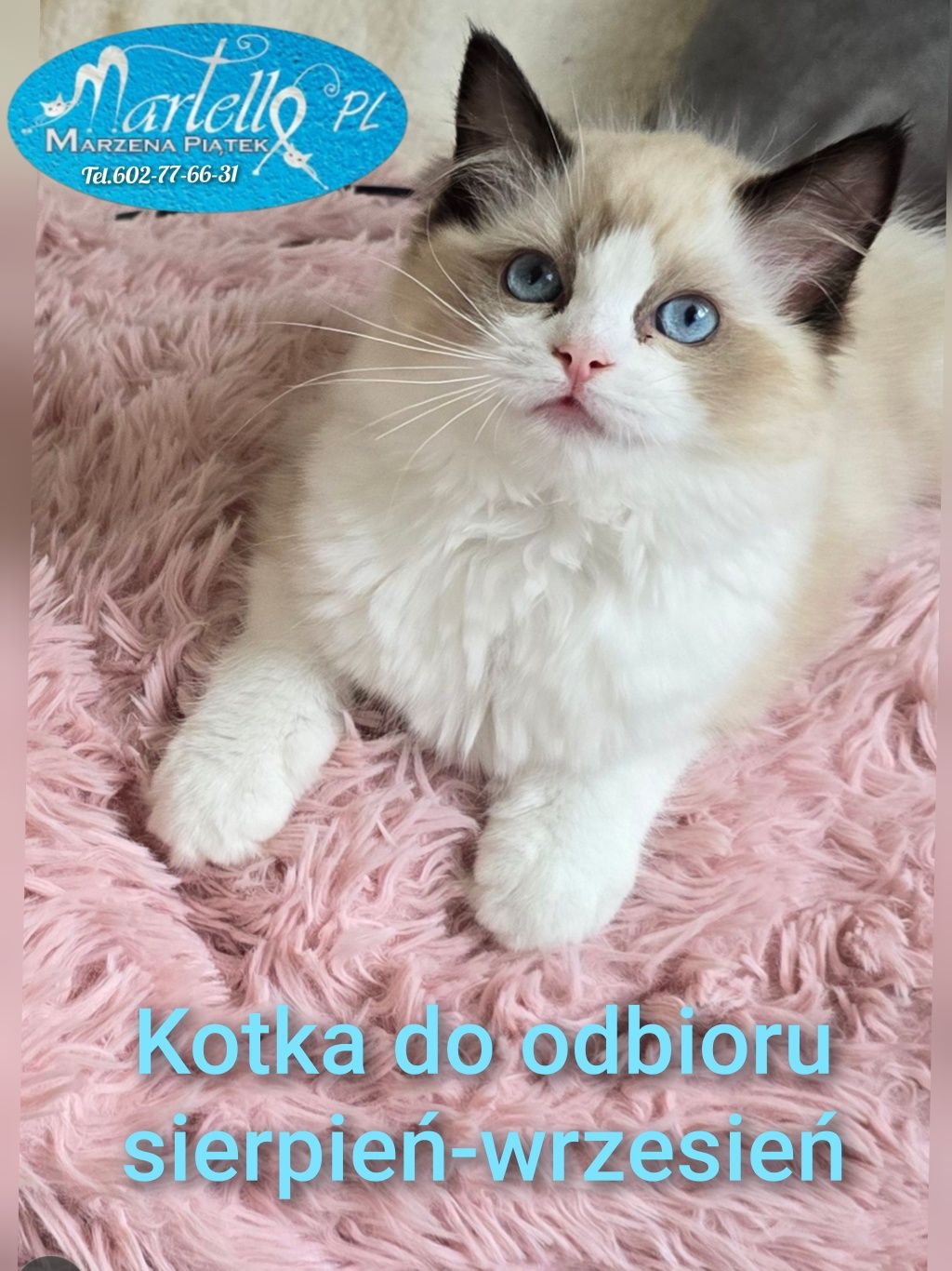 Ragdoll kotka seal bicolour