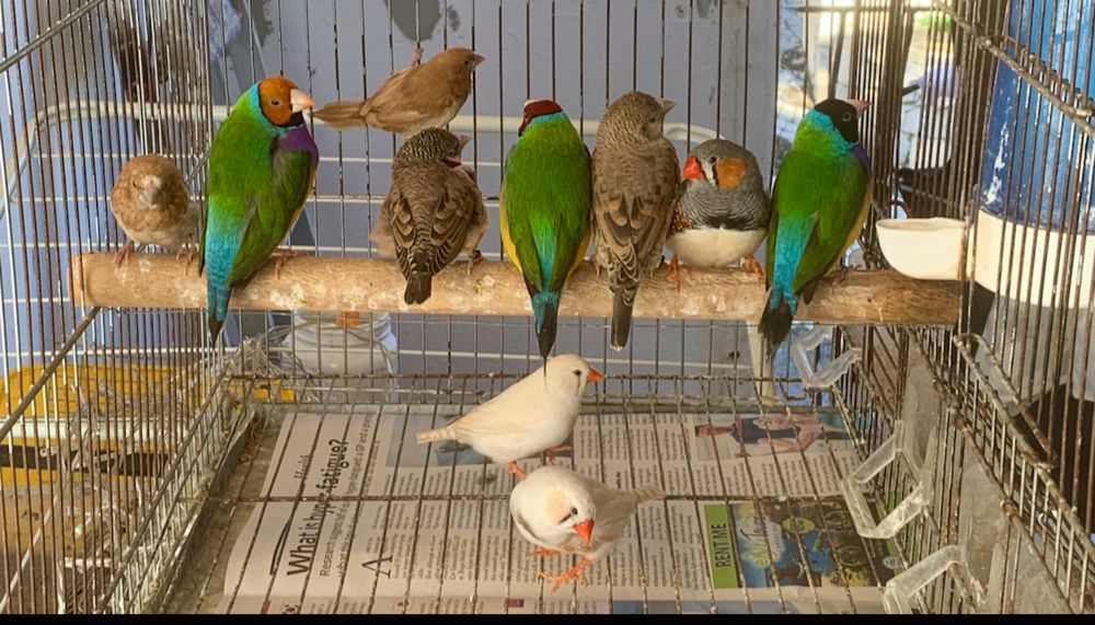 Passaros disponiveis