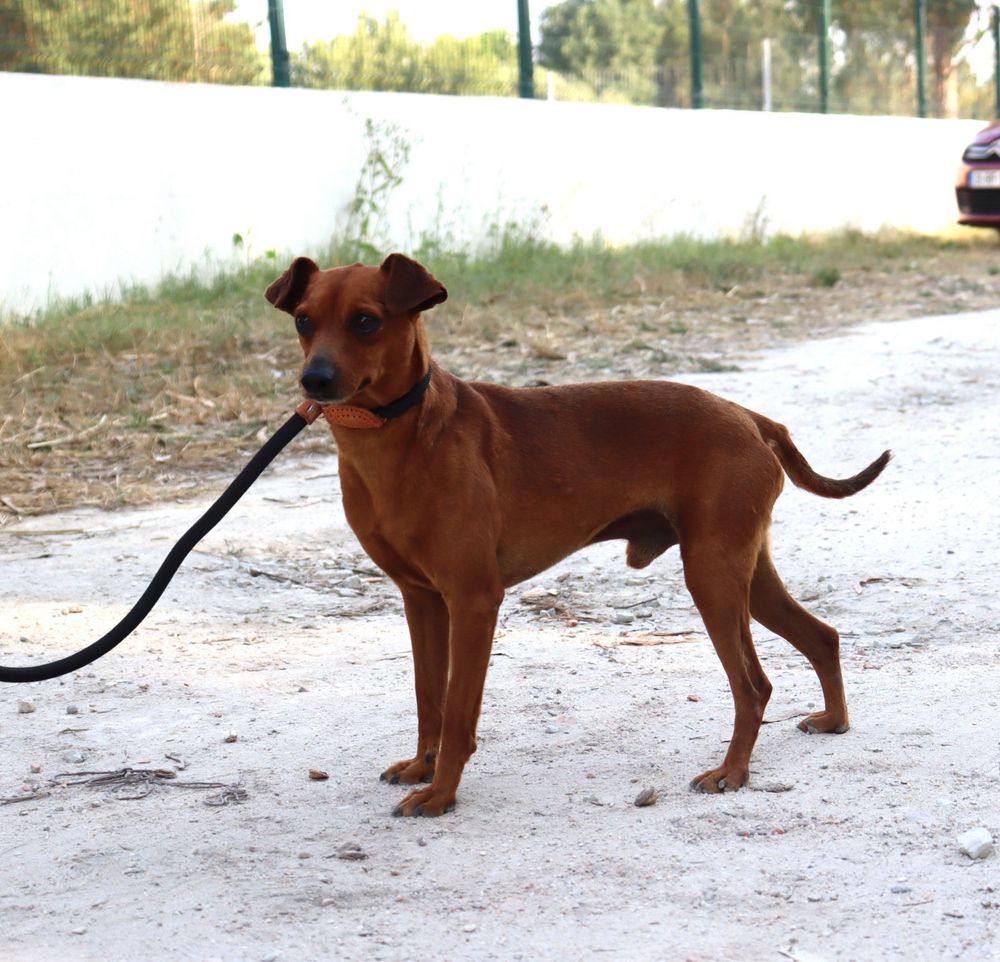 Cao para adoçao (kovu) xPinscher