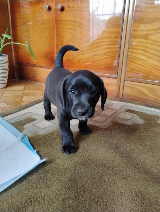 Oddam pieski za darmo