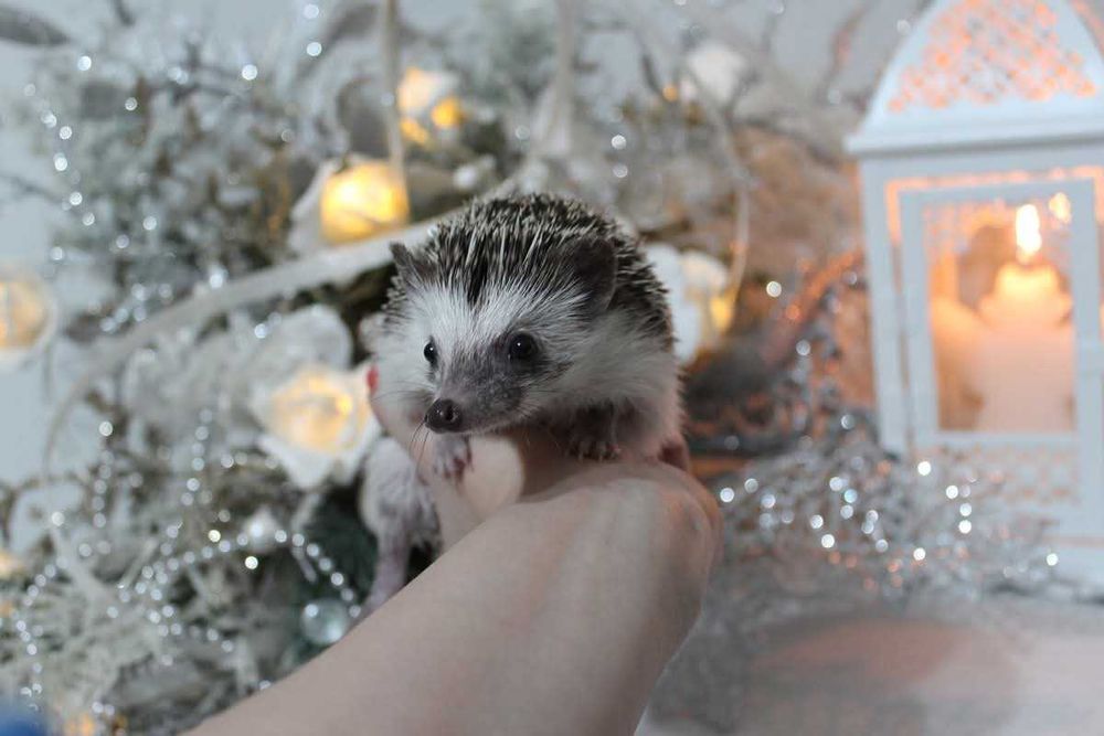 Jeżyki, Jeż pigmejski,  jeże pigmejskie, rodowód i książeczka zdrowia