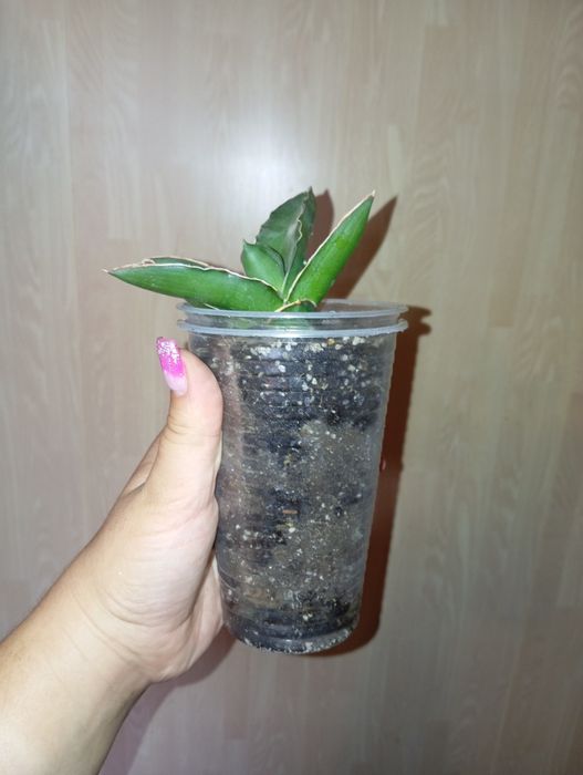 Сансевєрія самурай