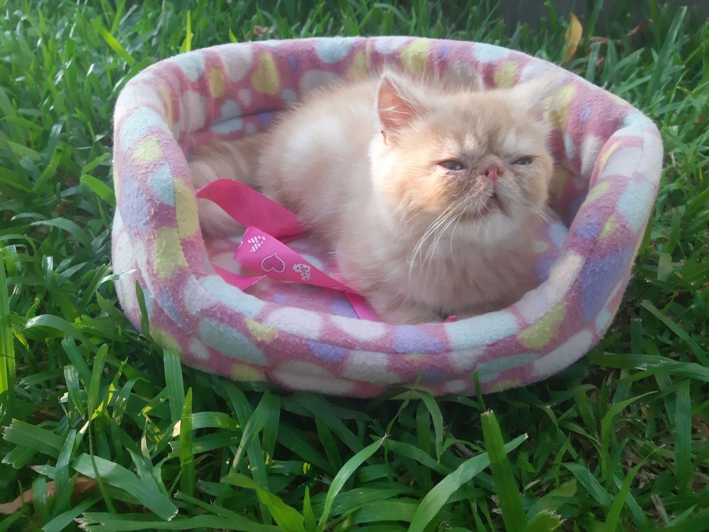Gato persa red tabby