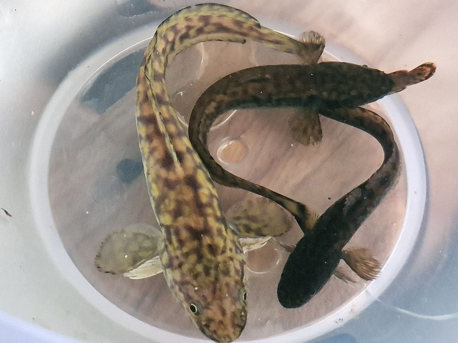 Miętus narybek jesienny