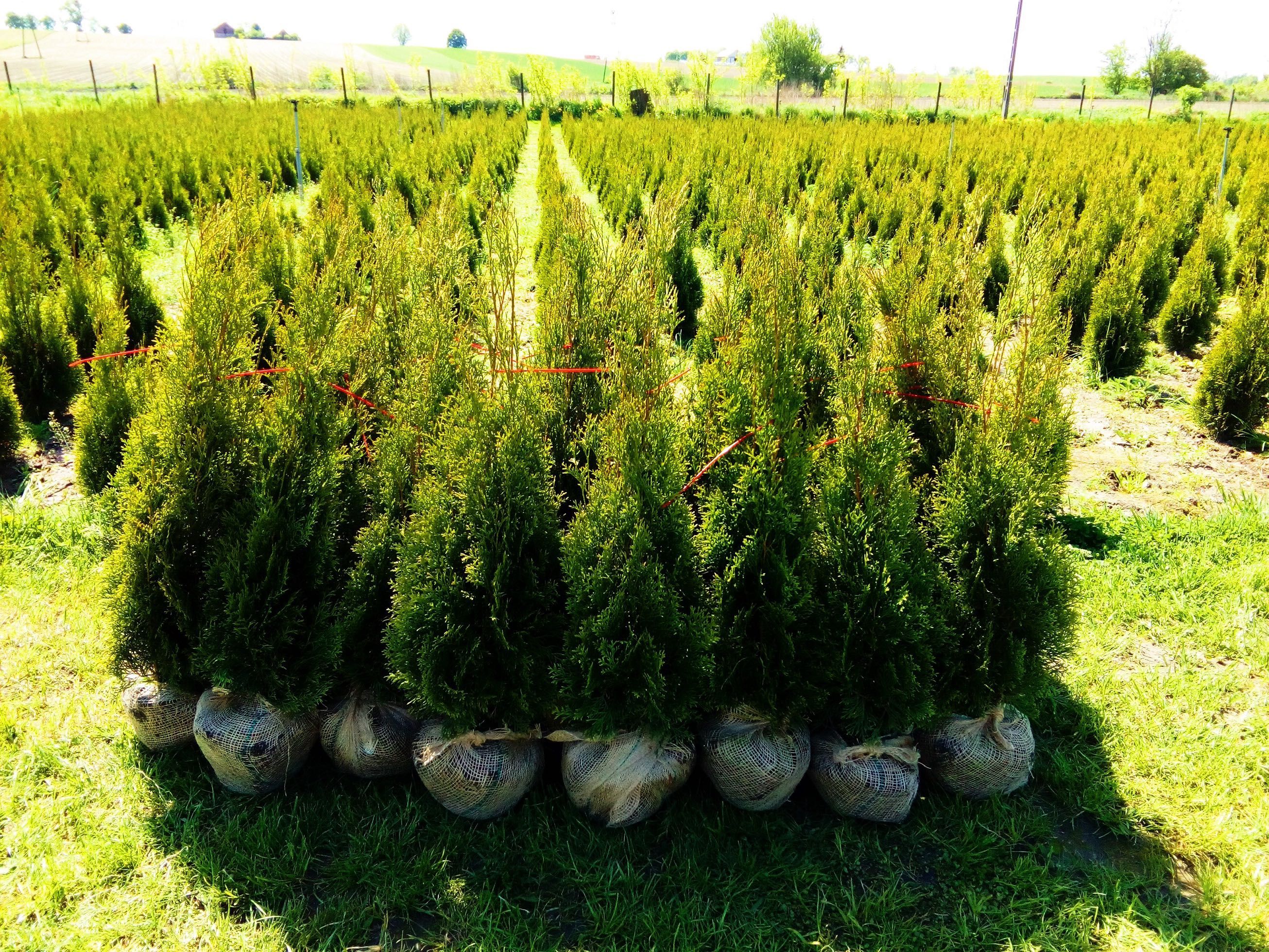 Tuje Tuja szmaragd 120 cm Sadzenie i Pielęgnacja Ogrodów