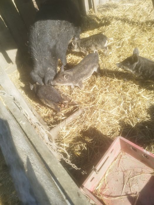 Prosięta rasy mangalica