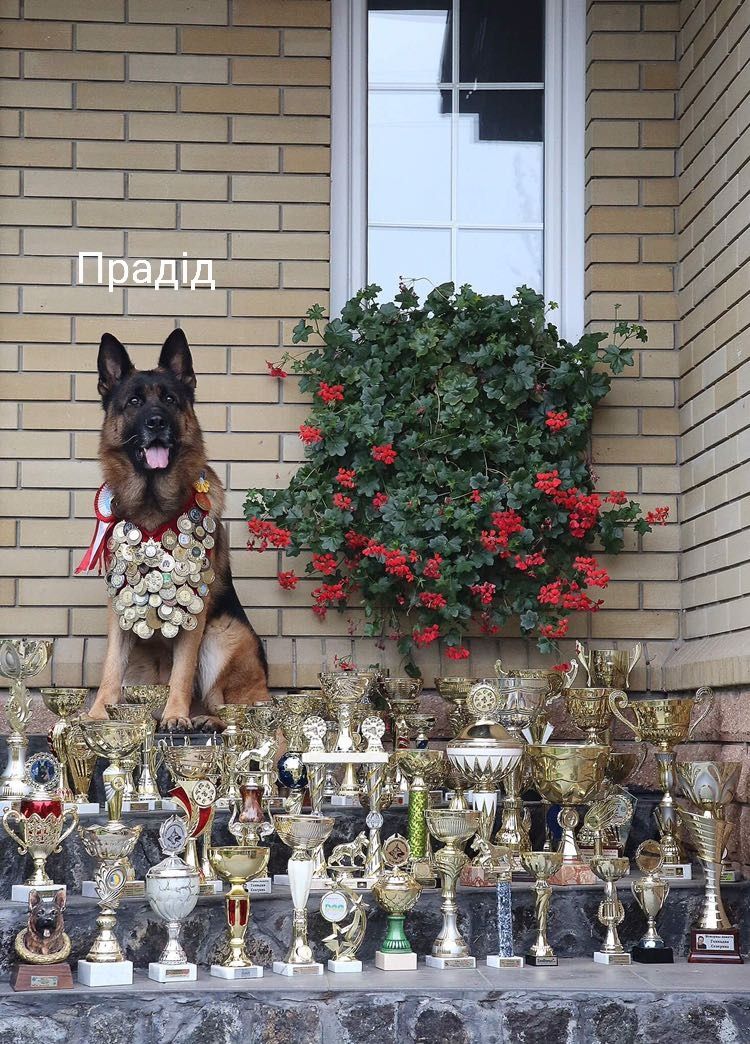 Підрощені цуценята німецької вівчарки від Чемпіона Світу 2023