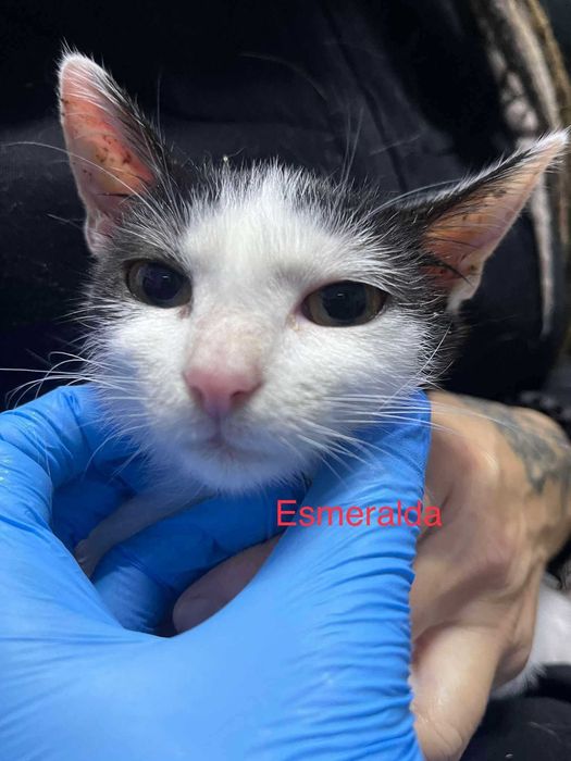 Pilne!! 6 mcz piekne wyjątkowe kotki czekają na opiekuna Żychlin